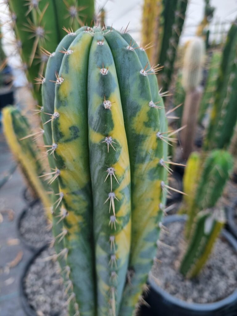 CC Variegated Peruvianus Wilfys Plants