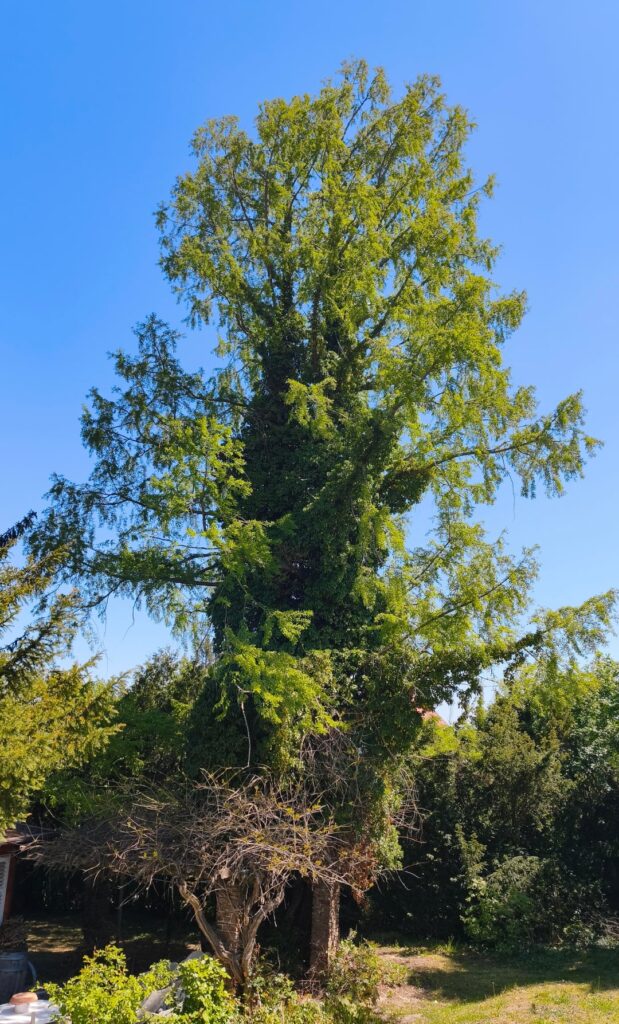 I would like to free the tree from the ivy. Can I cut through all the ivy without harming the tree?