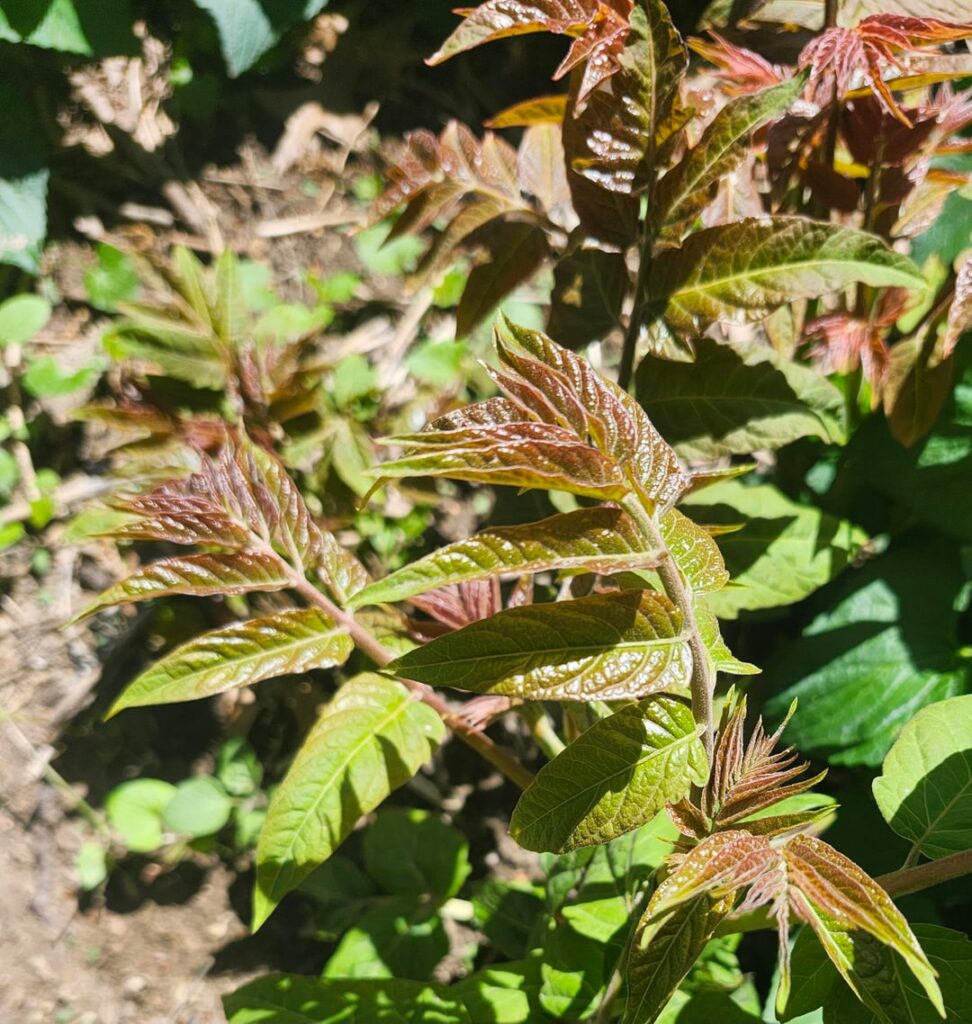 Could someone help me with what this plant is and how to get rid of it? Could someone help me with what this plant is and how to get rid of it?