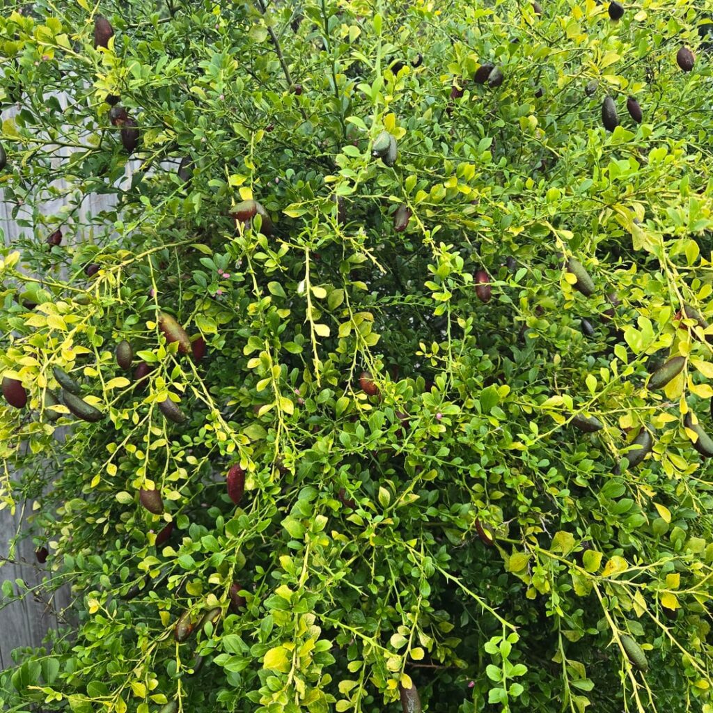My finger limes is going nuts.