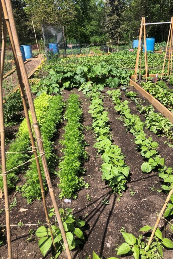 Cool weather slows start to St. Albert Community Garden