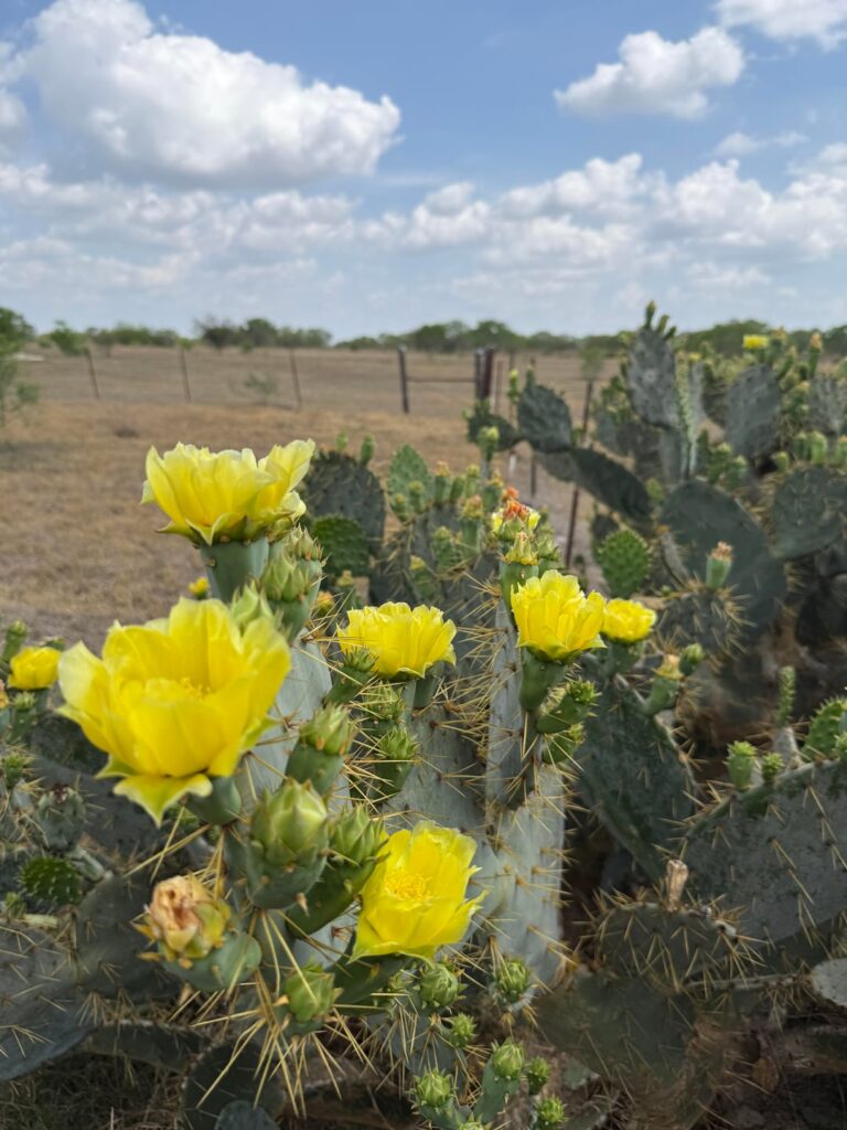 I thought these were real pretty