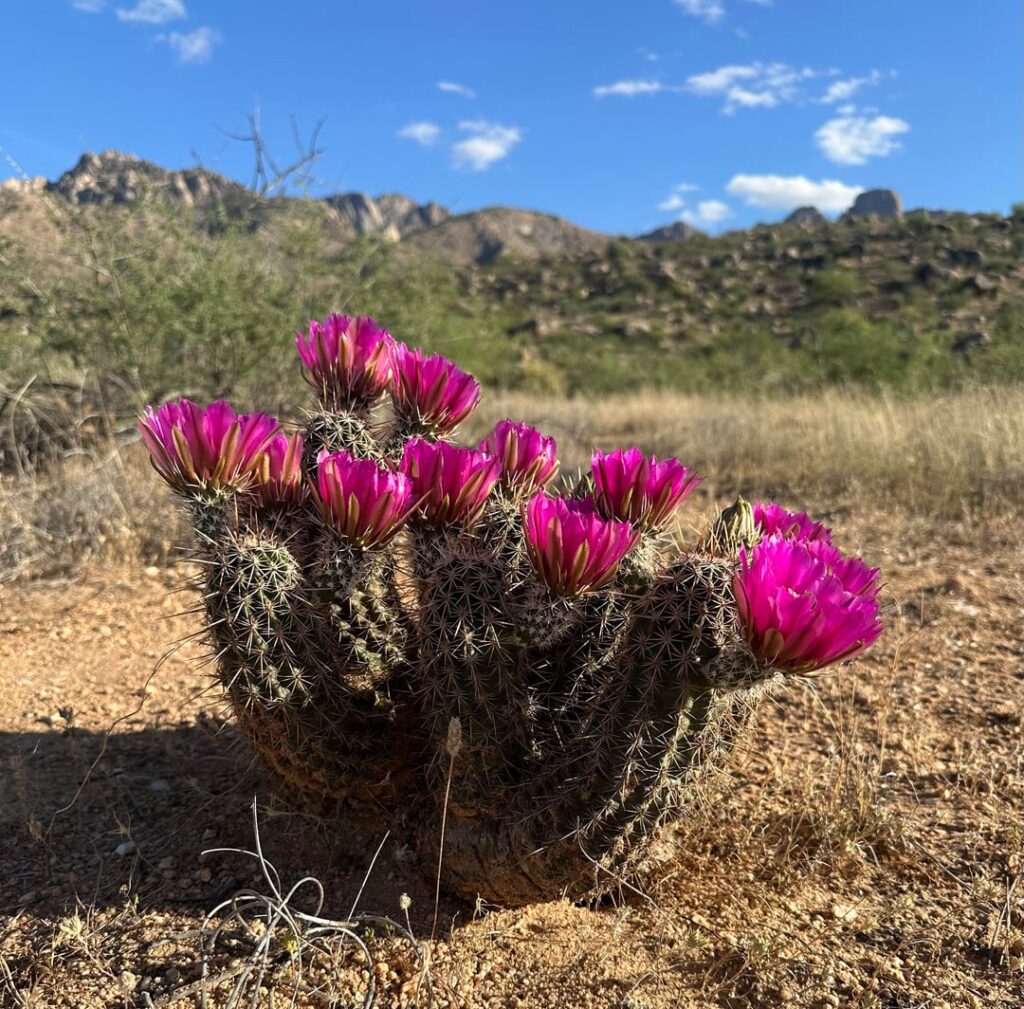 Out in the wild