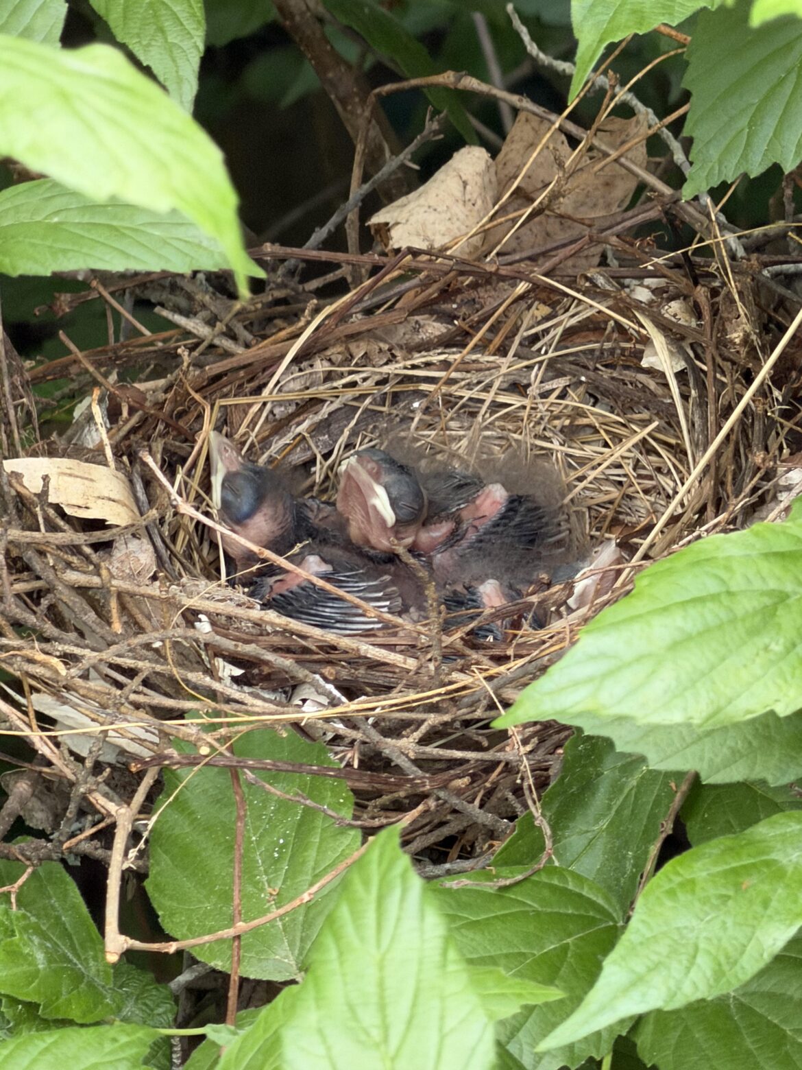 Update on cardinal couple Update on cardinal couple