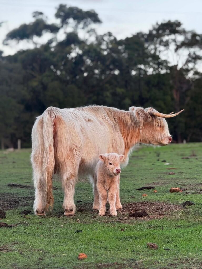 2 week old highland calf and mum!