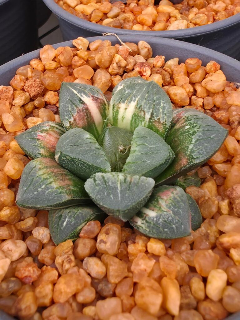 H.Calficer