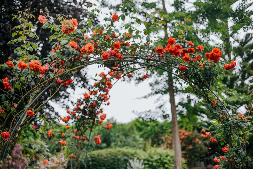 summer flowering pink climbing roses on a wooden garden arch in an garden summer flowering pink climbing roses on a wooden garden arch in an garden