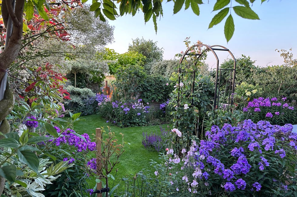 a garden with purple flowers, a metal archway and tall evergreen trees a garden with purple flowers, a metal archway and tall evergreen trees