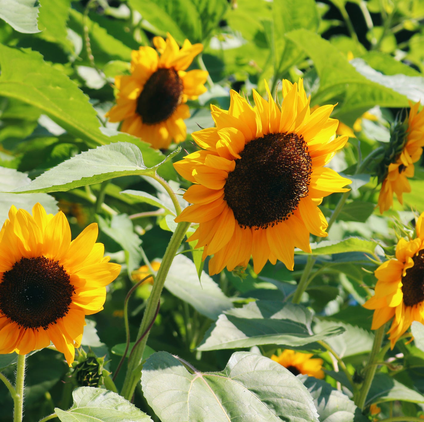 sunflowers! gorgeous sunny blooms on a sunny summer day.