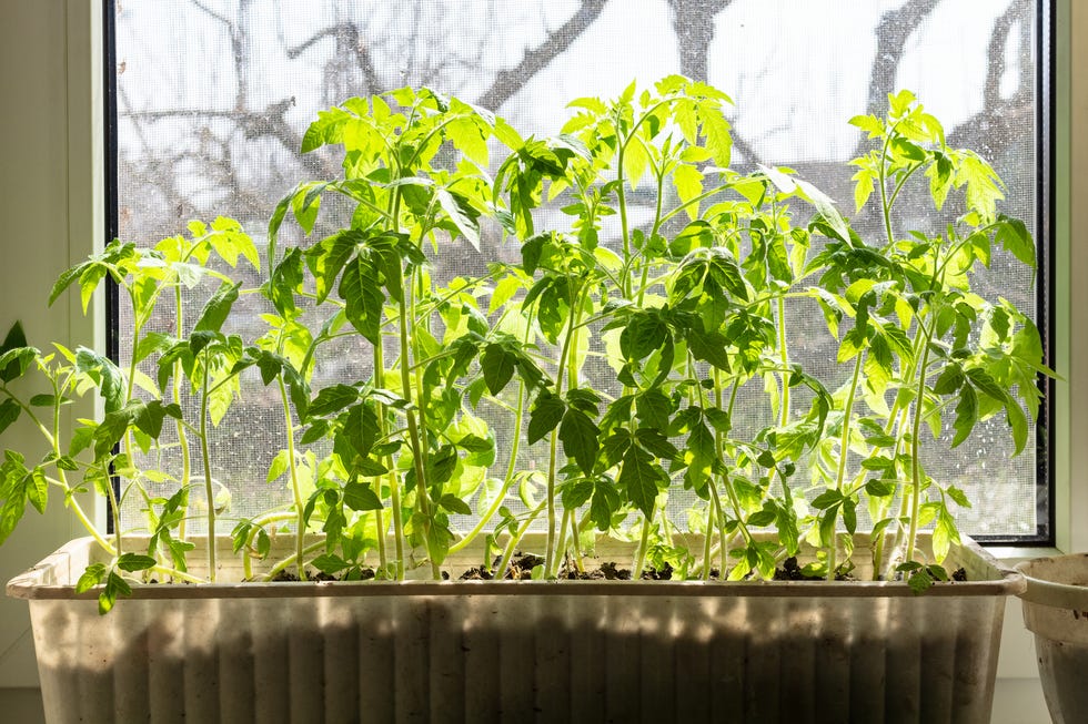 sunlit tomato seedlings in box on window sill sunlit tomato seedlings in box on window sill