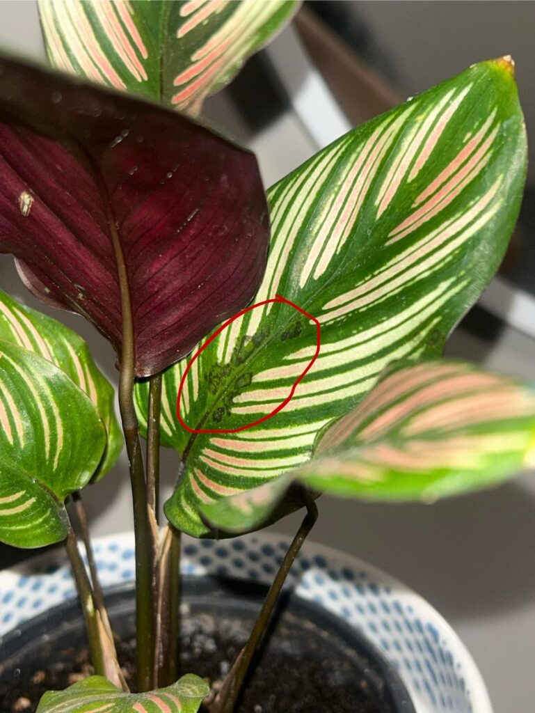 What’s going on with my Calathea white star? What’s going on with my Calathea white star?