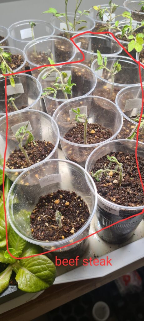 Tomato seedlings look bad after up-potting Tomato seedlings look bad after up-potting