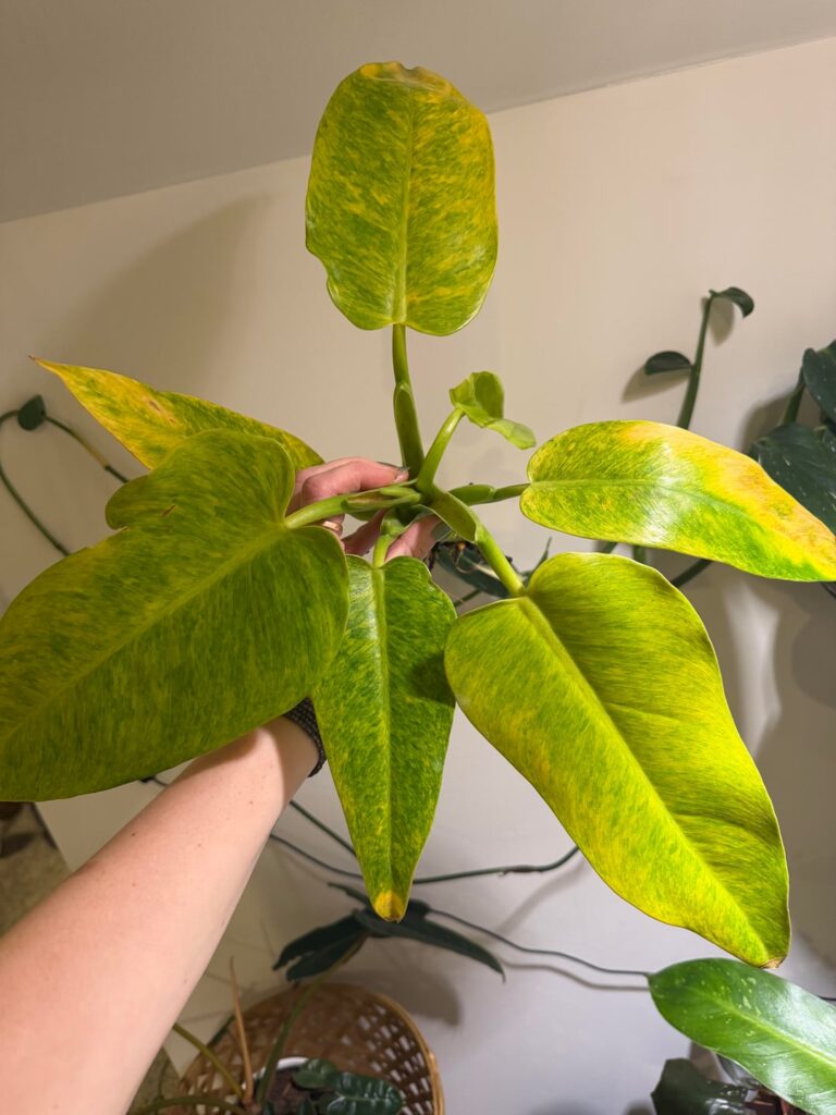 HELP ME SAVE HER! (I hate walmart)