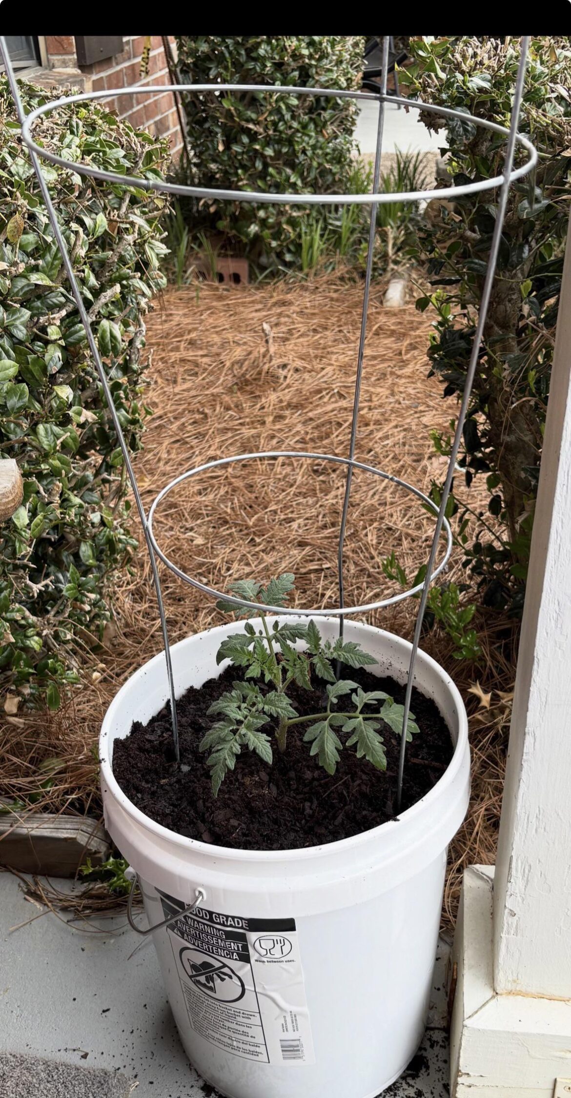 First time gardener here (not really sure I can be called that). I am attempting to grow a single tomato plant in a 5 gallon bucket. Just trying to get some tips. Here is Freddie Spaghetti so far.