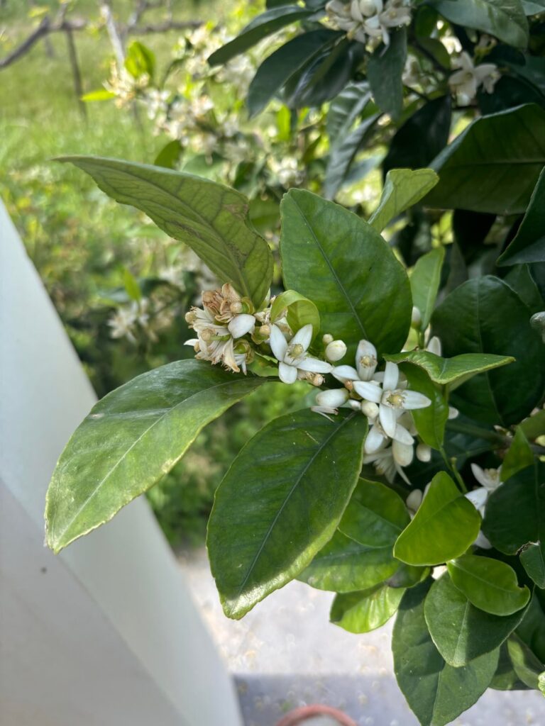 What kind of tree is this?