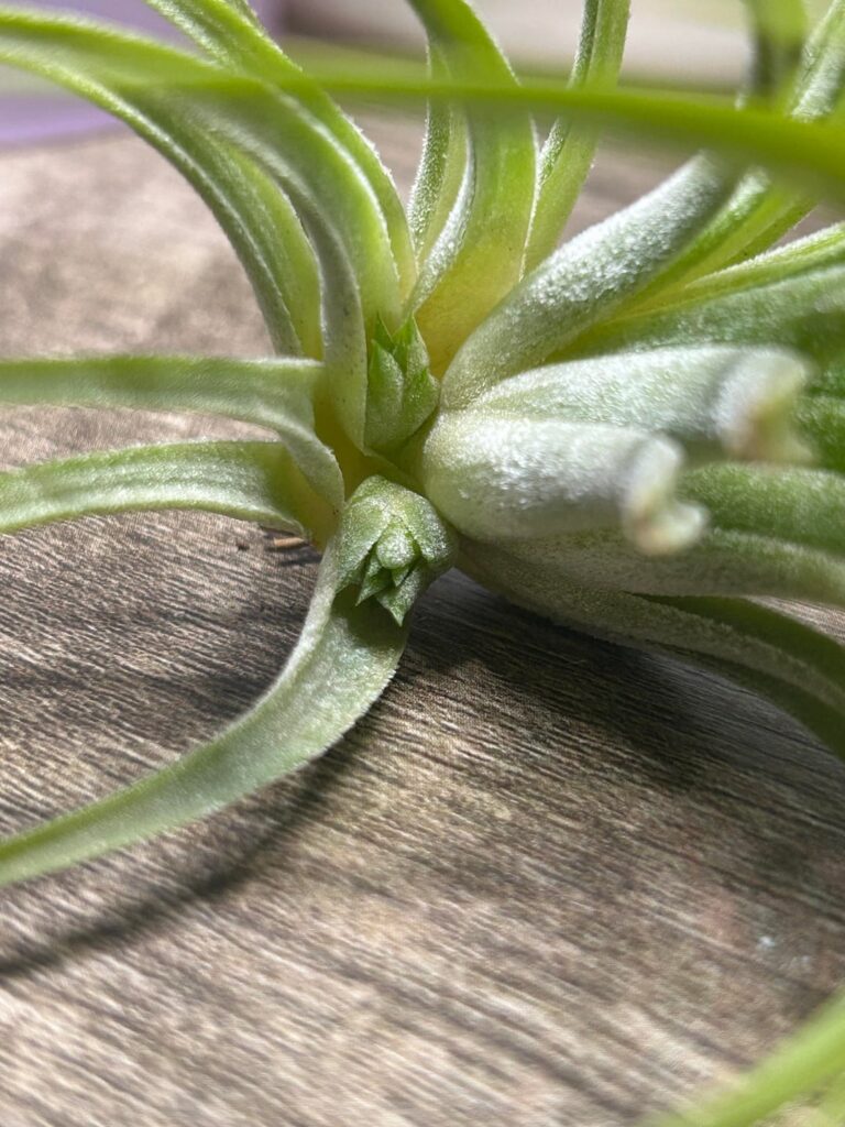 My first pups!!! My first pups!!!