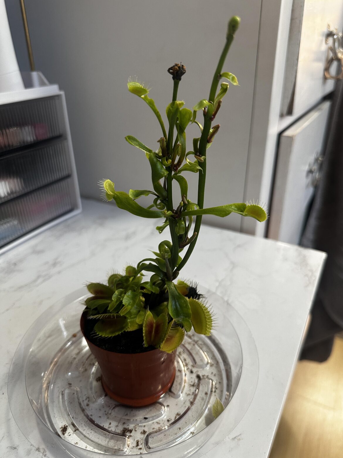 VFT Help VFT Help