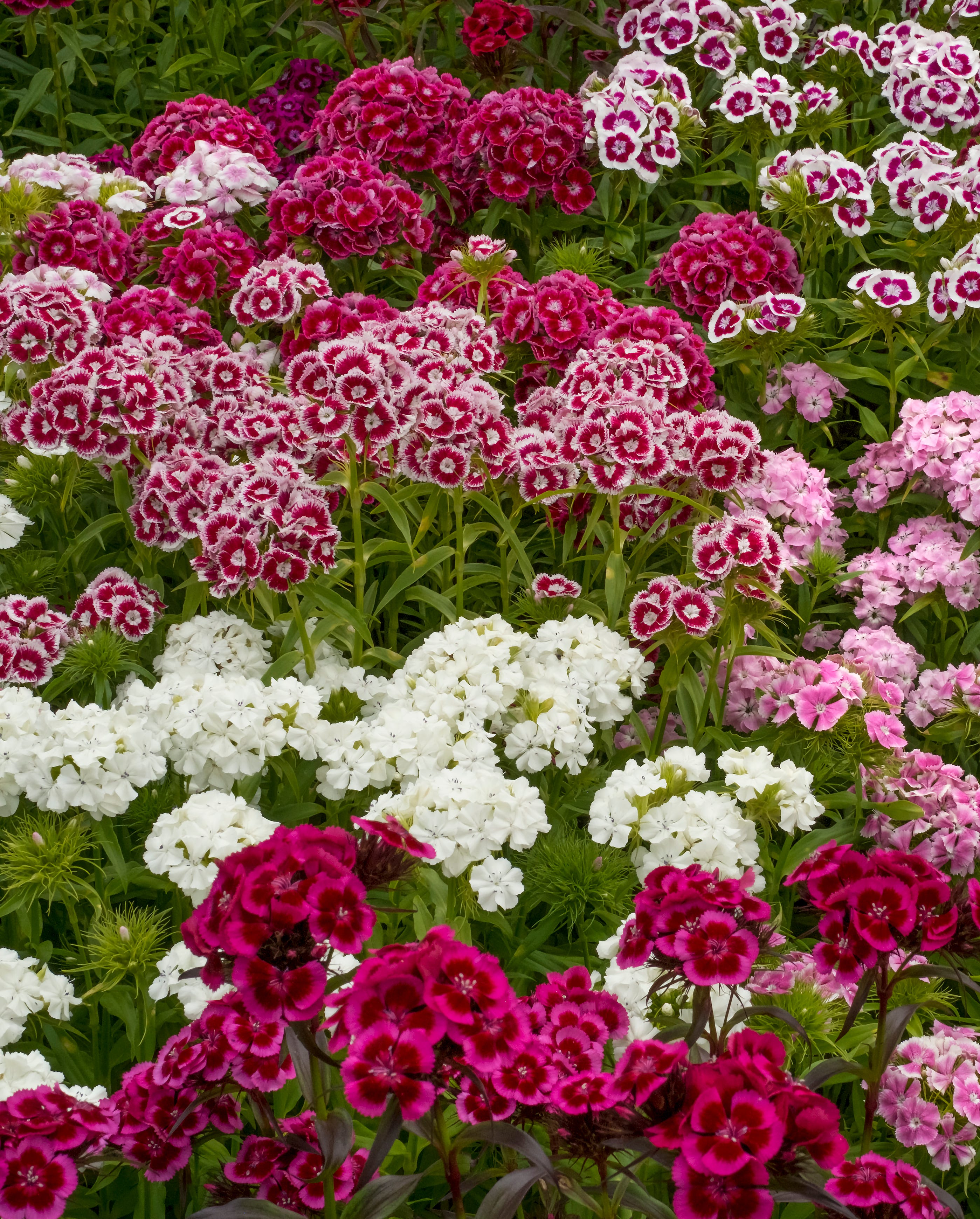 old fashioned flowers sweet william