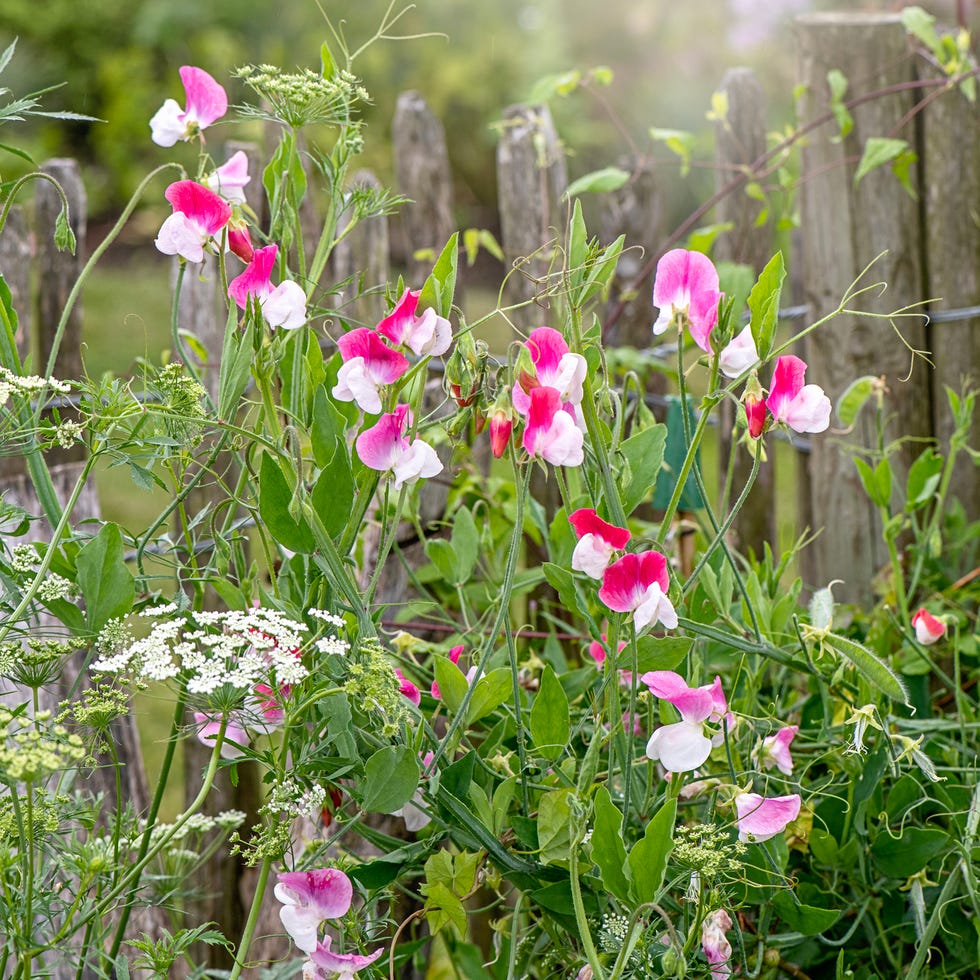 Beautiful, pink and white scented Sweet pea flowers tumbling through a rustic wooden fence in a cottage garden a group of flowers