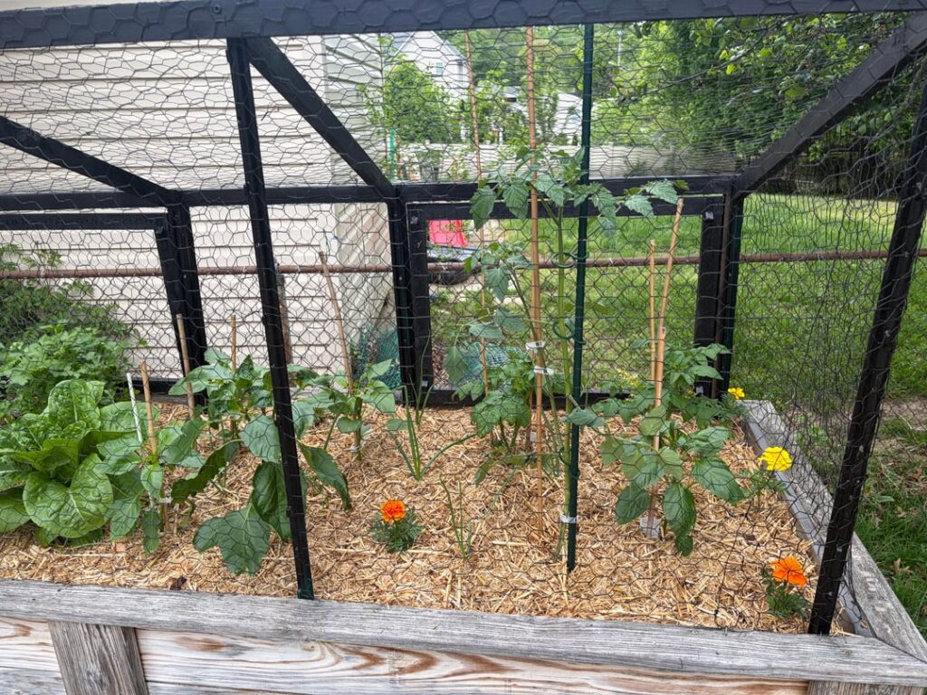 My first season gardening!