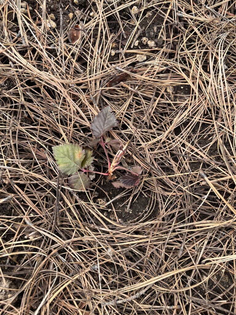 Can someone tell me if these blackberries are looking okay? Planted three days ago. The orange spot on the Triple Crown leaf is new as of yesterday, I think. Also its leaves are darker than the Chester. Is that normal?