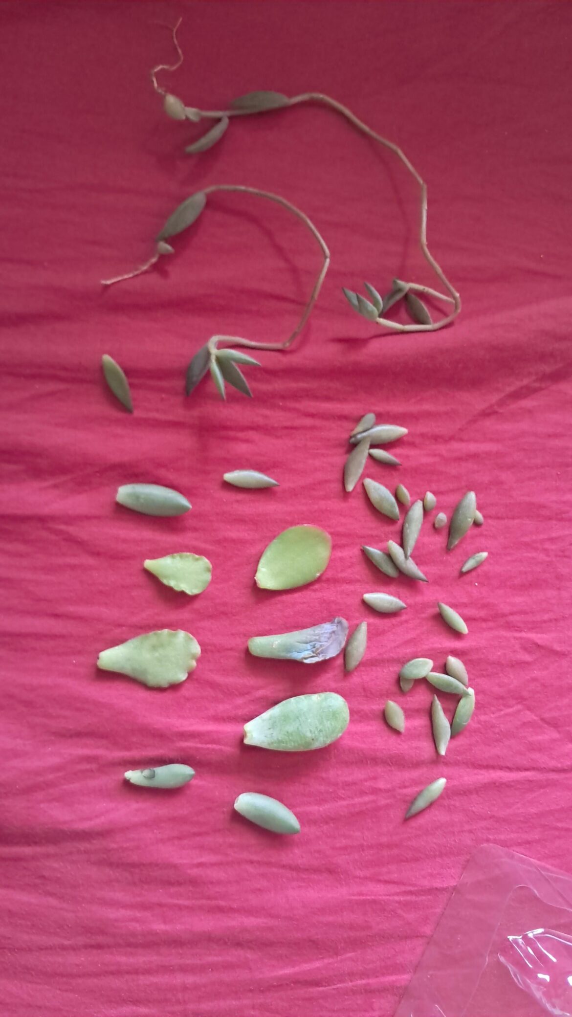 Attempted rescue of succulent leaves