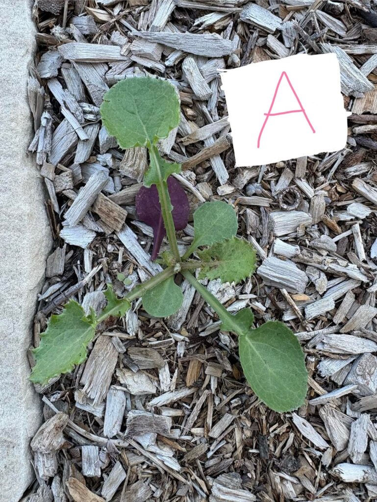Weeding Help