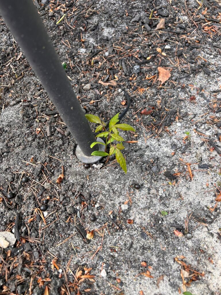 What is this growing all over my yard? Pls say it’s not poison ivy, in NJ