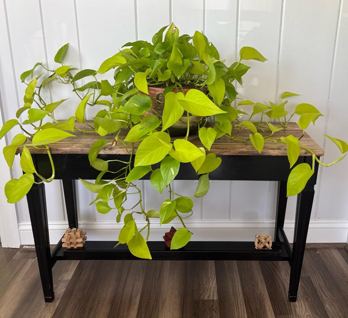 Neon Pothos, Whatcha think?