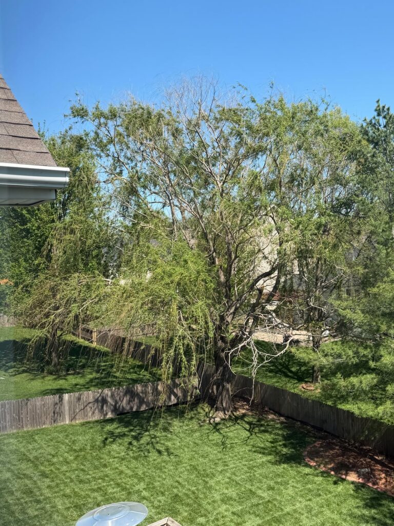 Is my Willow a goner?