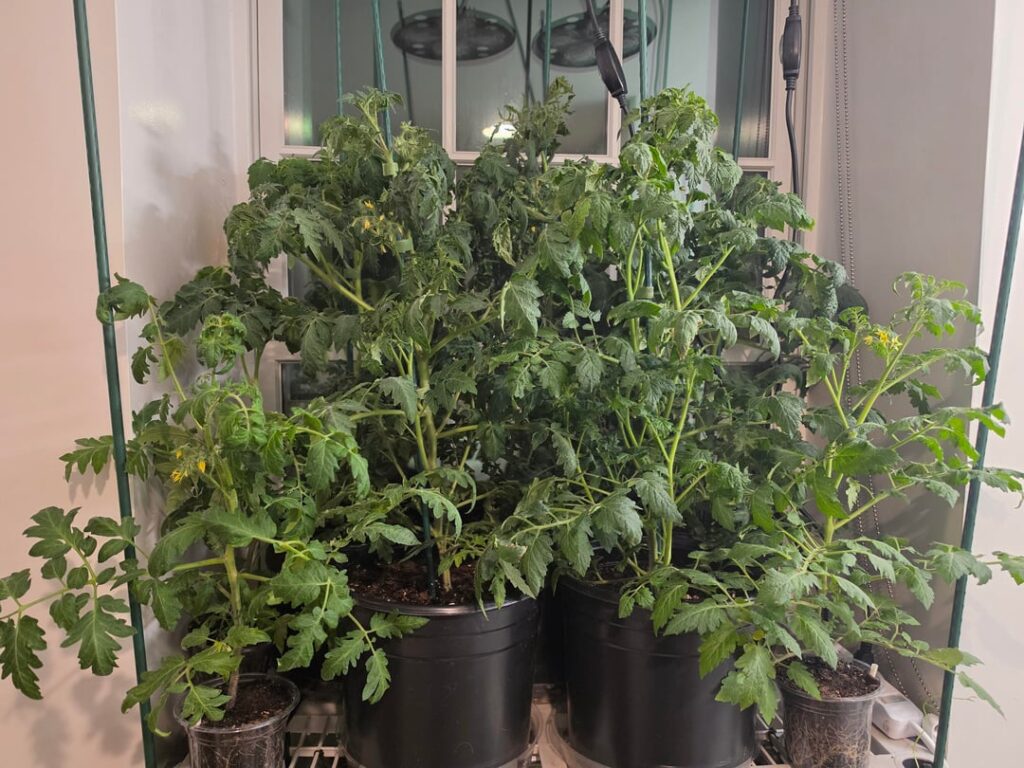 Indoor tomato experiment is going well :) Indoor tomato experiment is going well :)