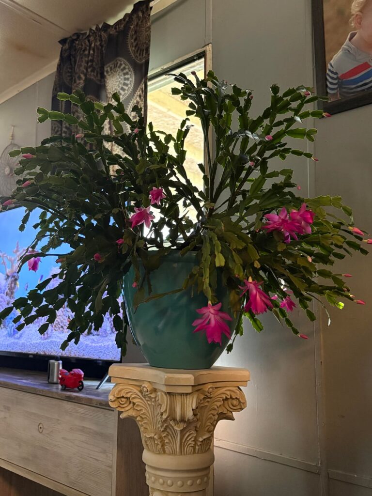 New Cactus Mommy