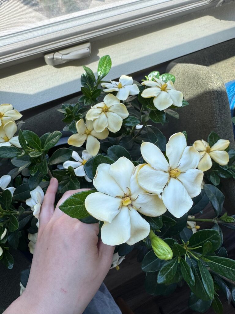 what is this plant? what is this plant?