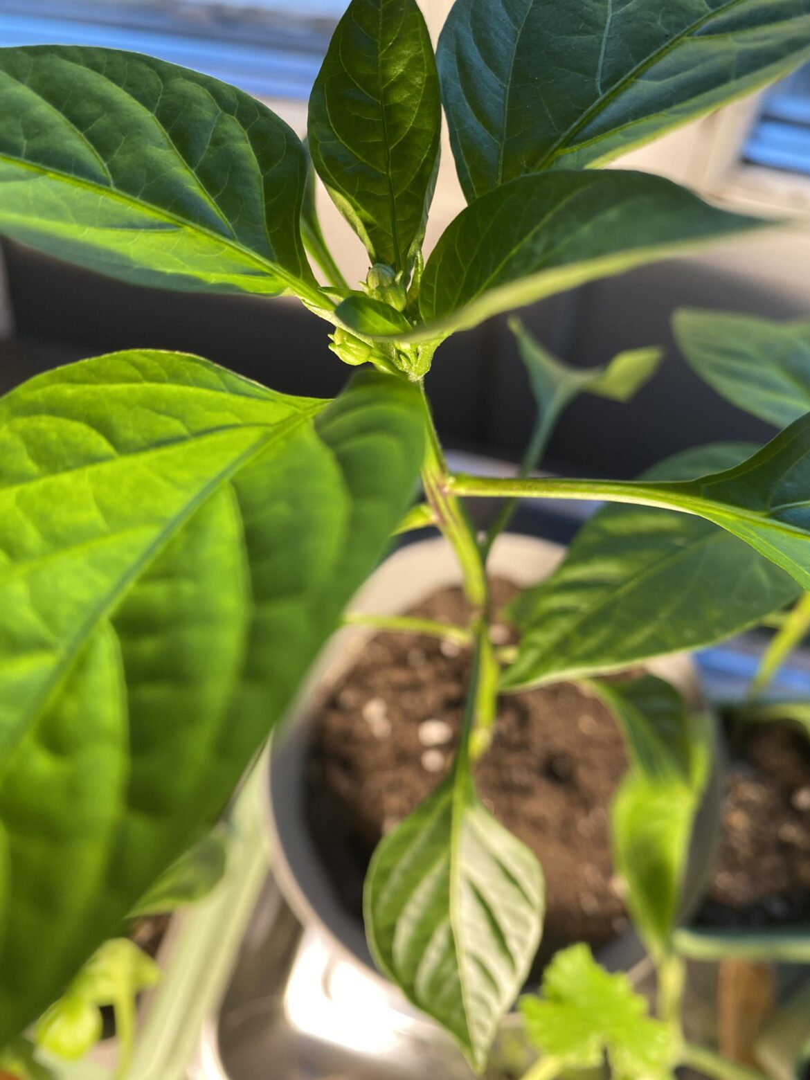 Is it normal for my peppers plants too produce flower this early
