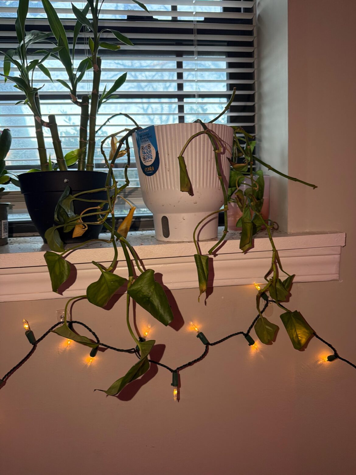Will it recover?