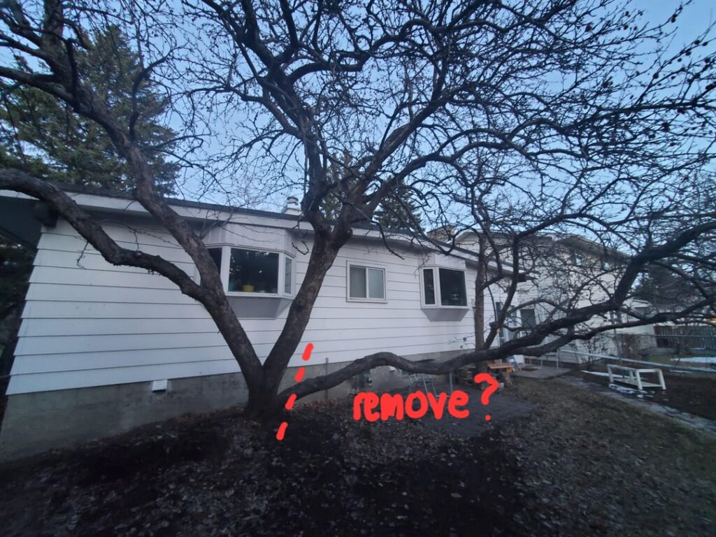Should I remove this apple tree branch?