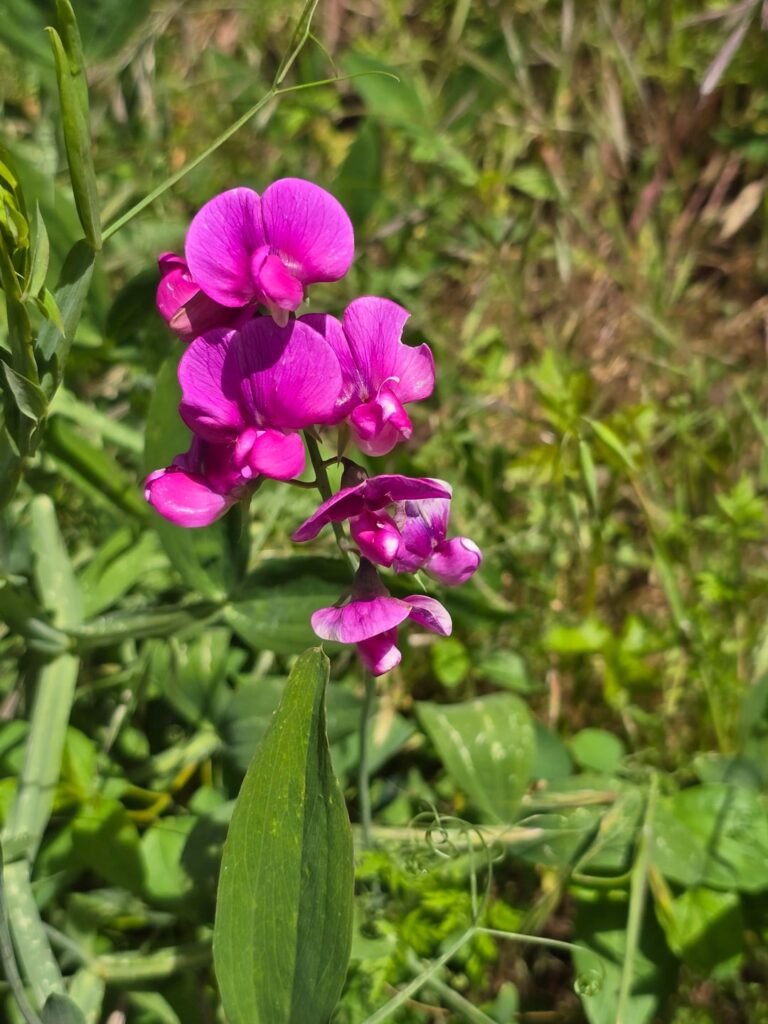 Growing near trail on a hike