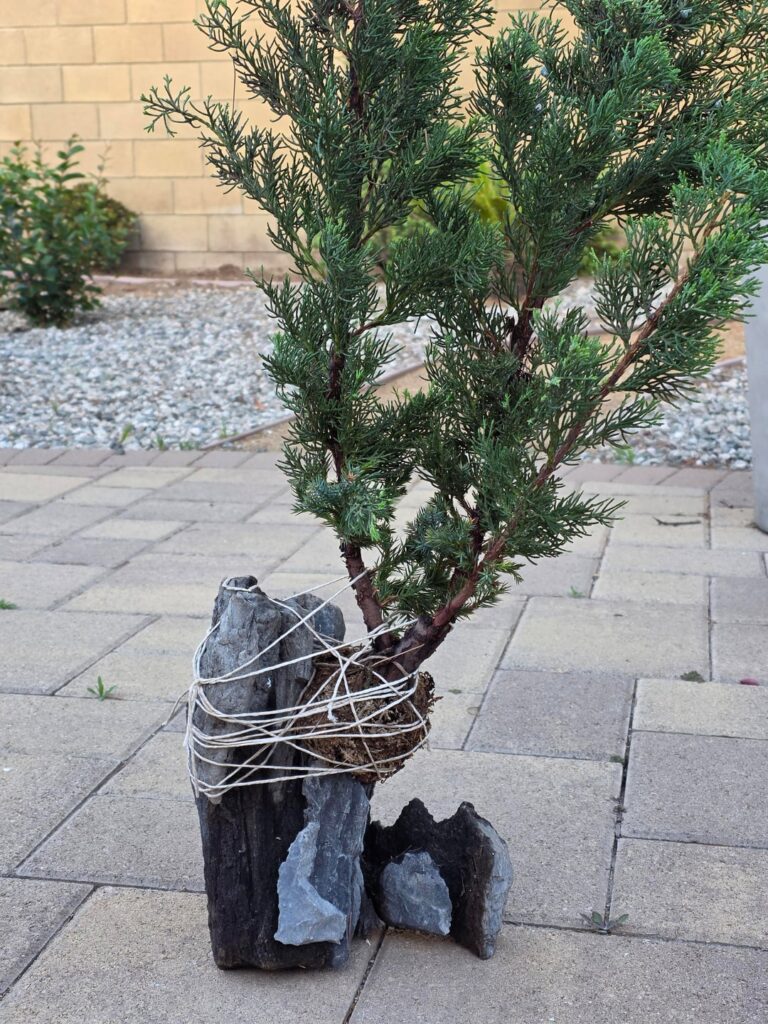 What are my odds this juniper survives? What are my odds this juniper survives?