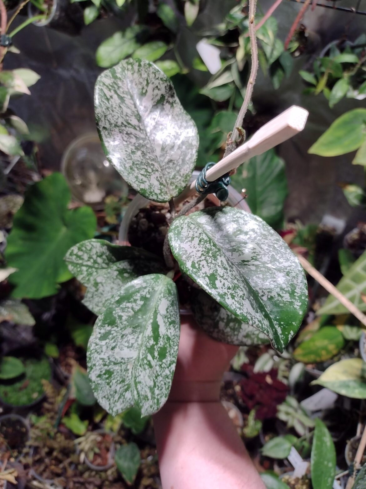 Hoya carnosa 'Freckles' (splash)