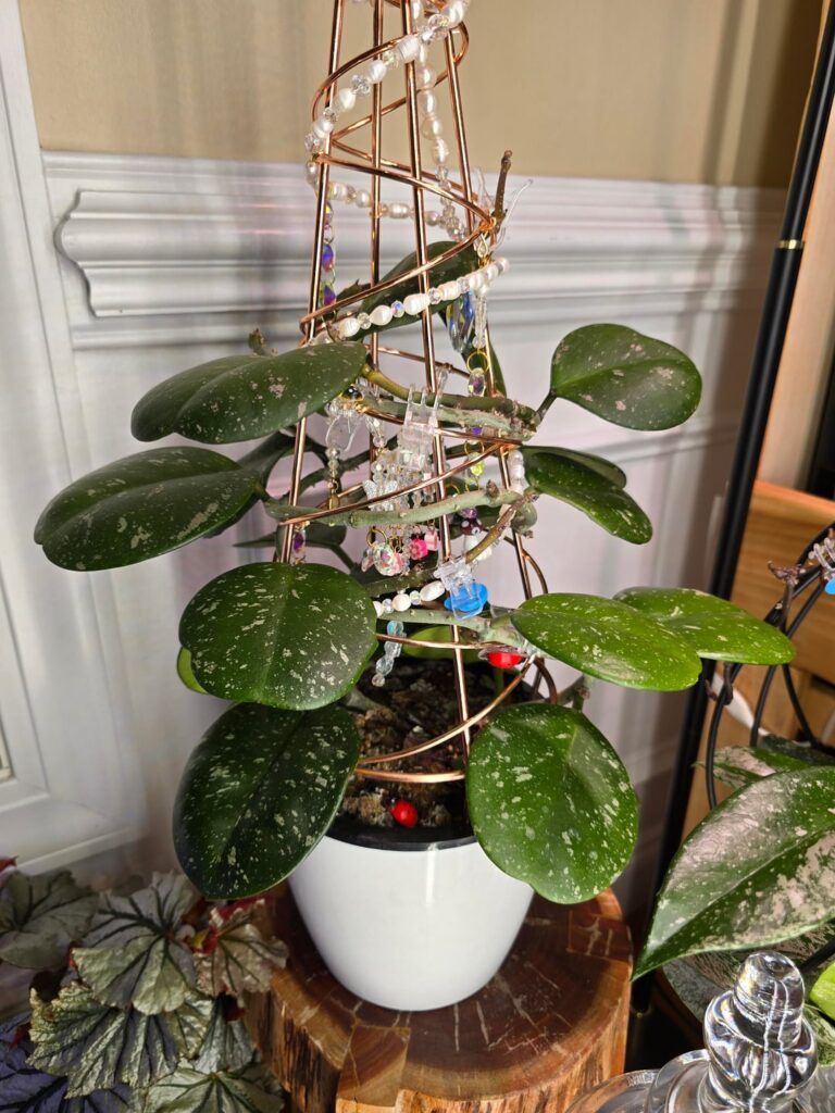 Hoya Obovata