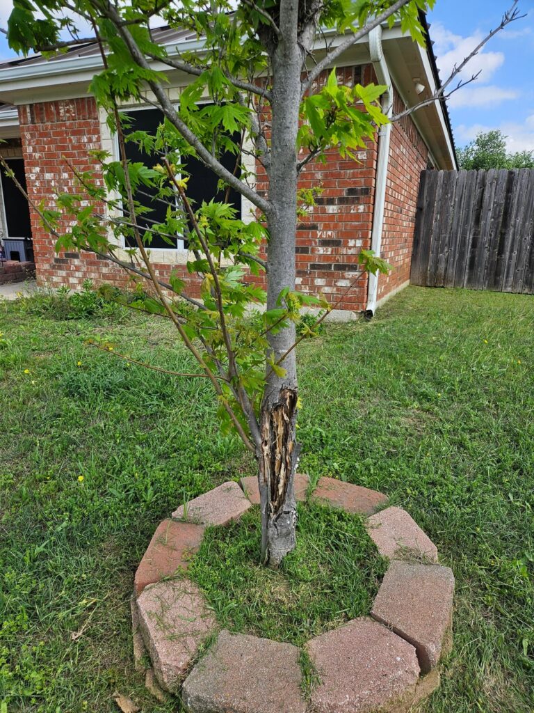 Damaged maple tree