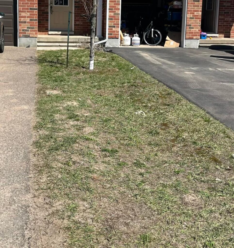 Thinking about turning my lawn into a mulch garden in middle Ontario climate Thinking about turning my lawn into a mulch garden in middle Ontario climate