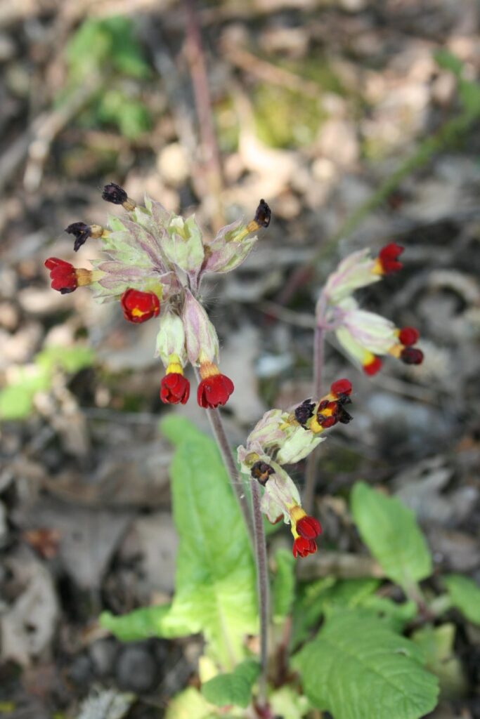 Does anyone know these UK native wild flowers ?