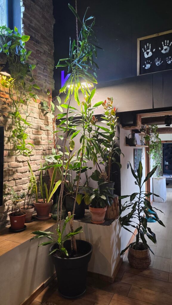 Suggestions for this Dracaena Suggestions for this Dracaena