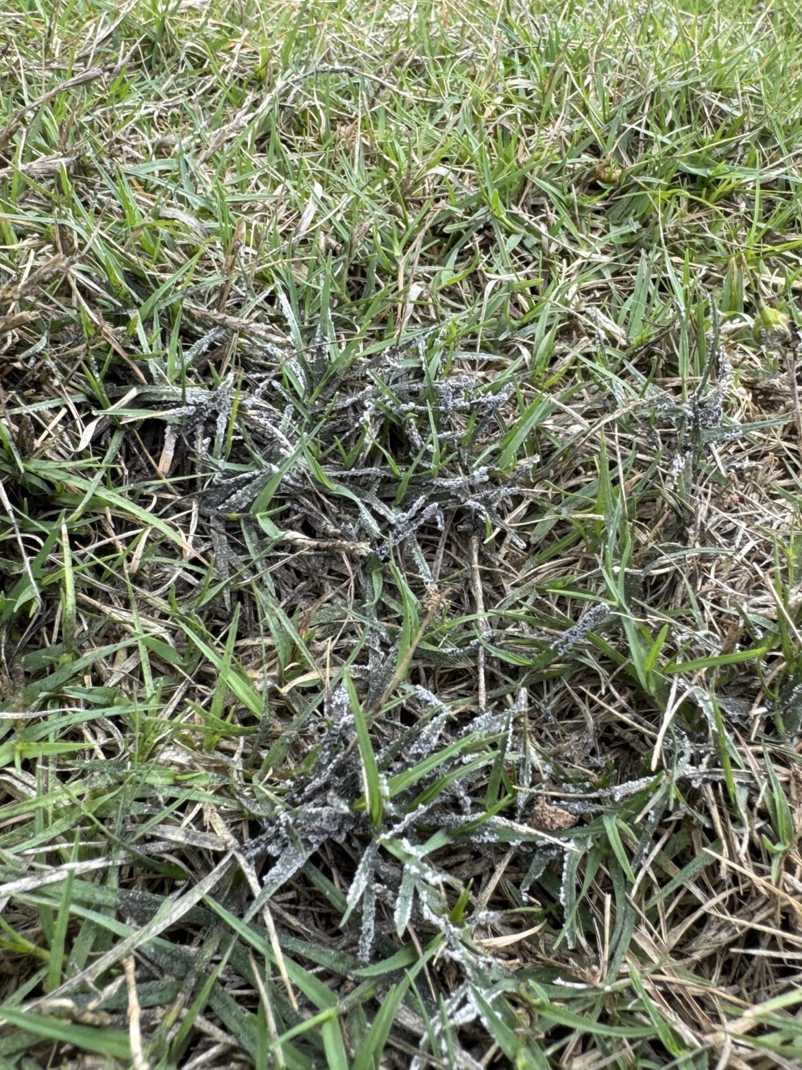Help ID’ing this strange black stuff on random parts of my lawn? Help ID’ing this strange black stuff on random parts of my lawn?