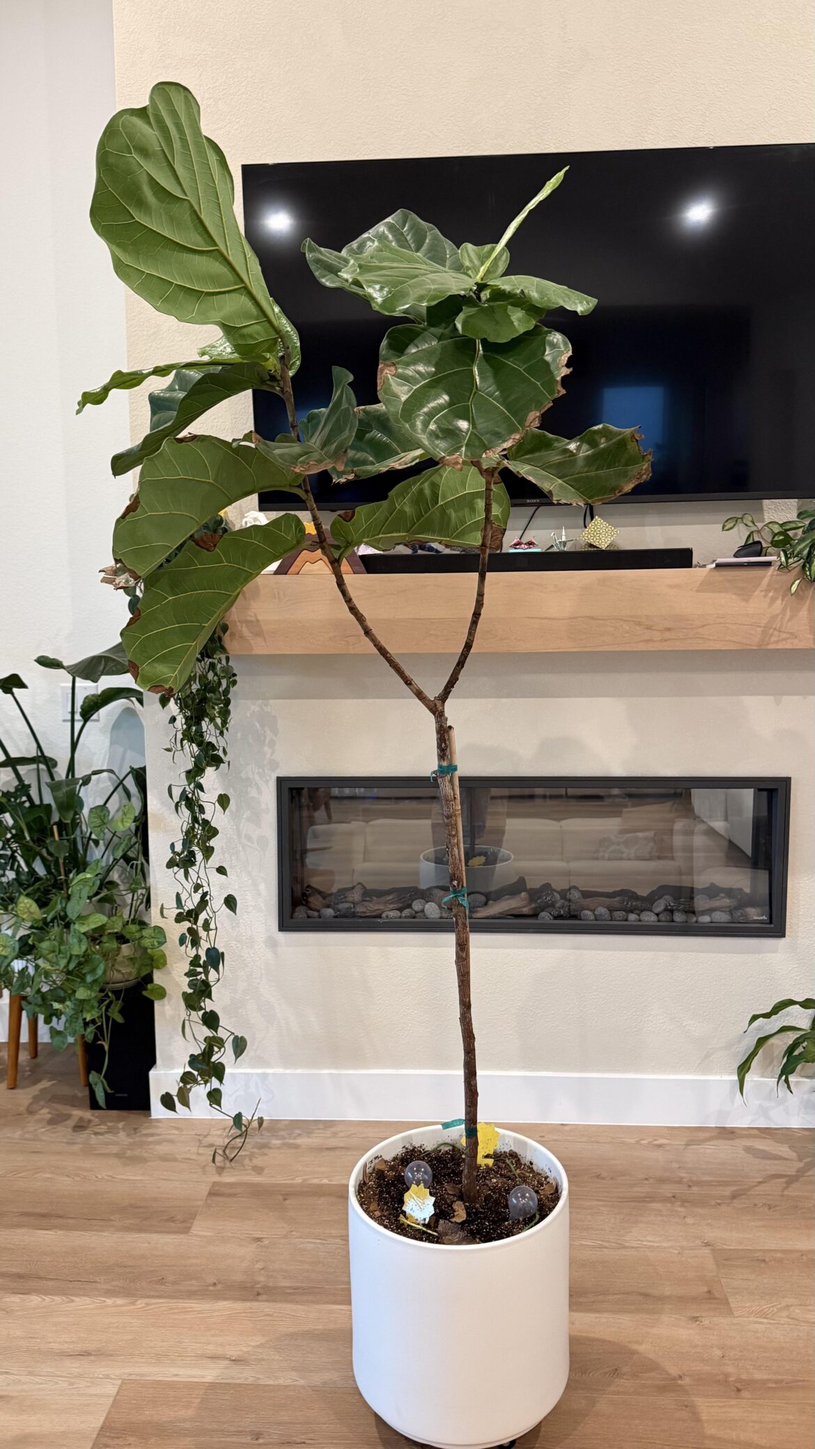 Where to cut Fiddle leaf Fig