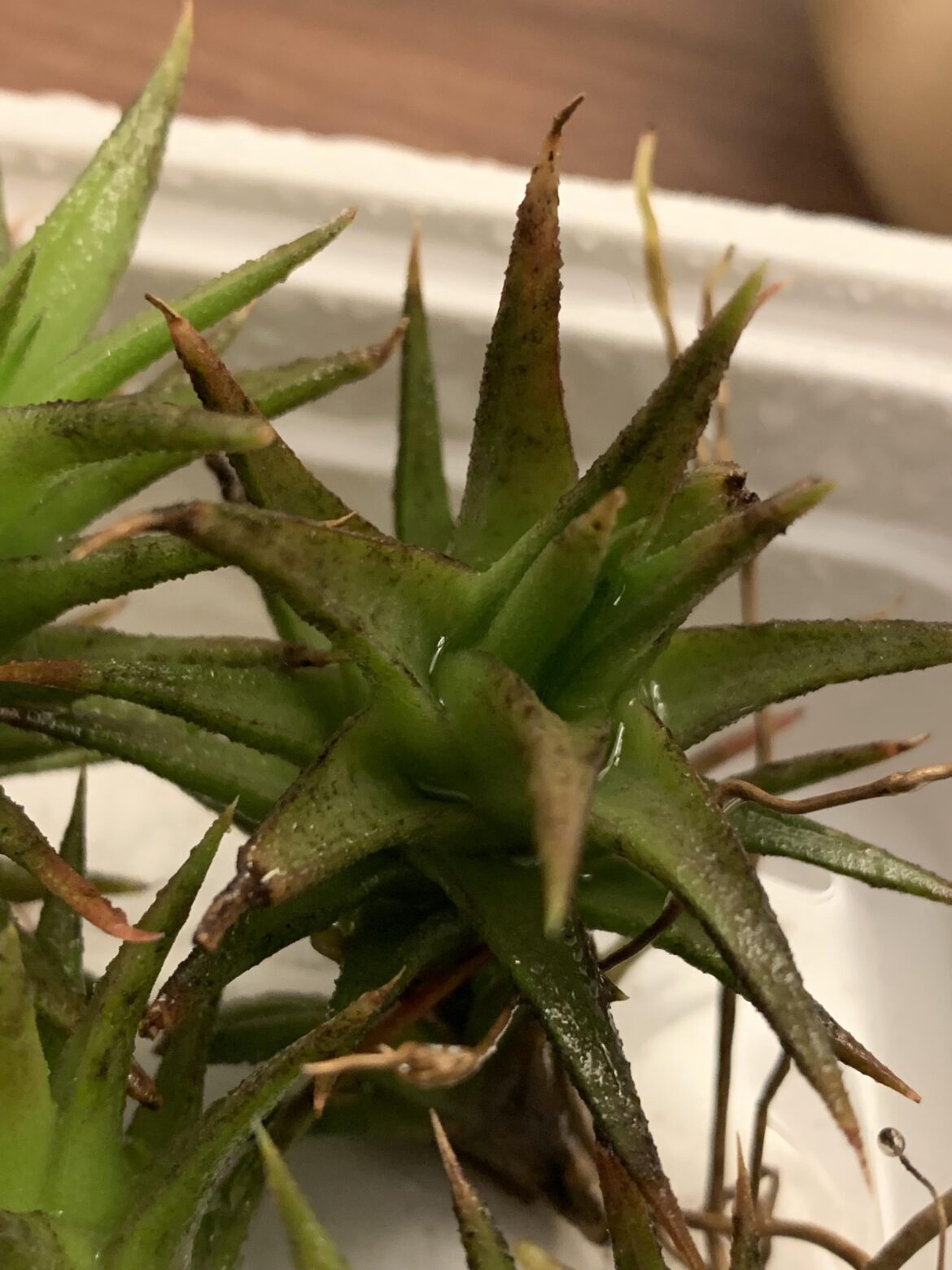 Mold/fungus?