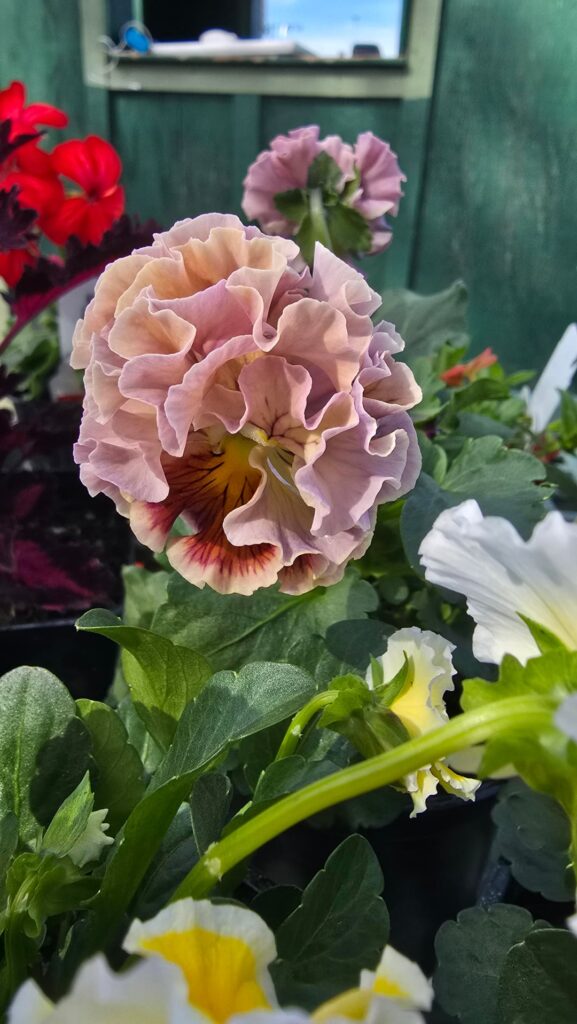 Fancy pansies 🥰