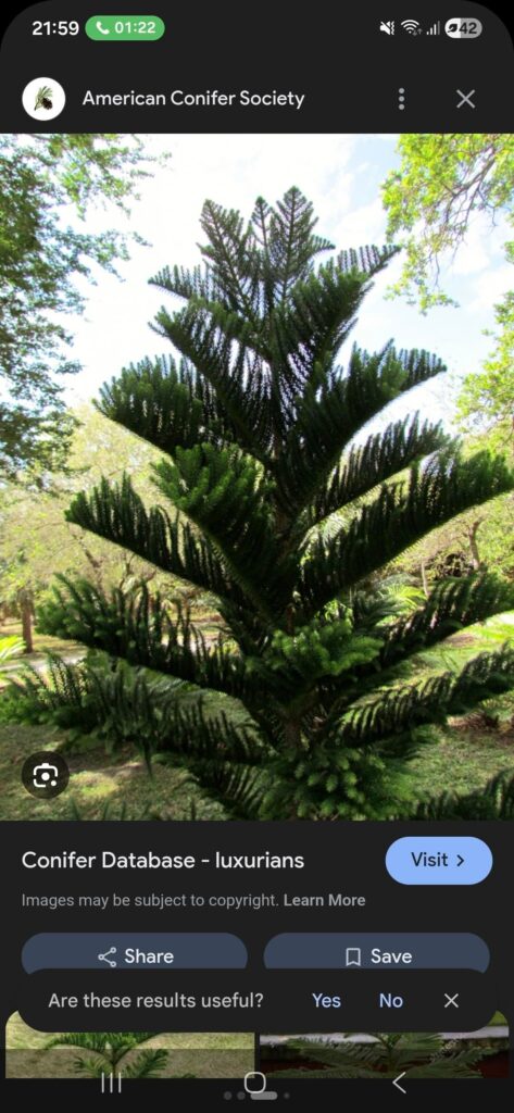 Have any of you ever seen a bonsai of this tree?