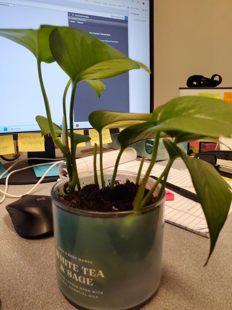 Does my plant need a bigger pot? Does my plant need a bigger pot?